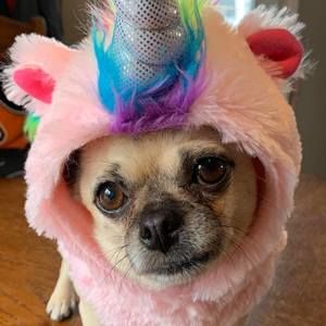 Meet your Posher, Fallon